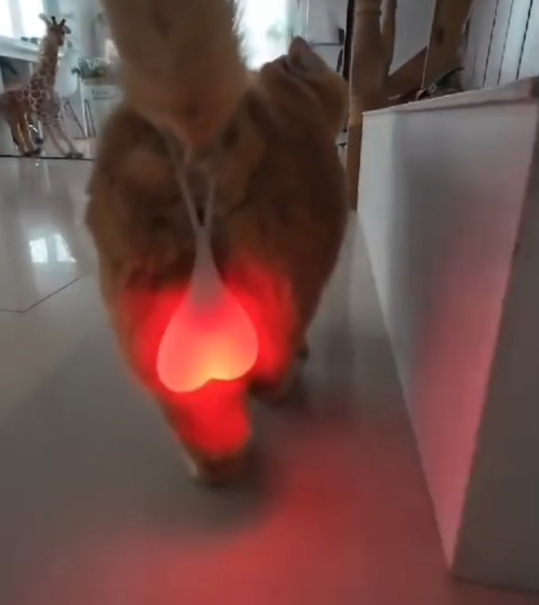 Cat funny egg light - PetsLoveStory®