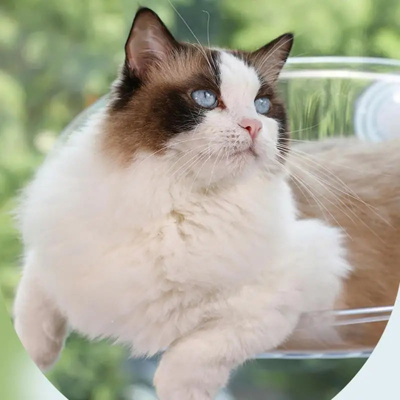 PetsLoveStory® Cat Hammock - PetsLoveStory®