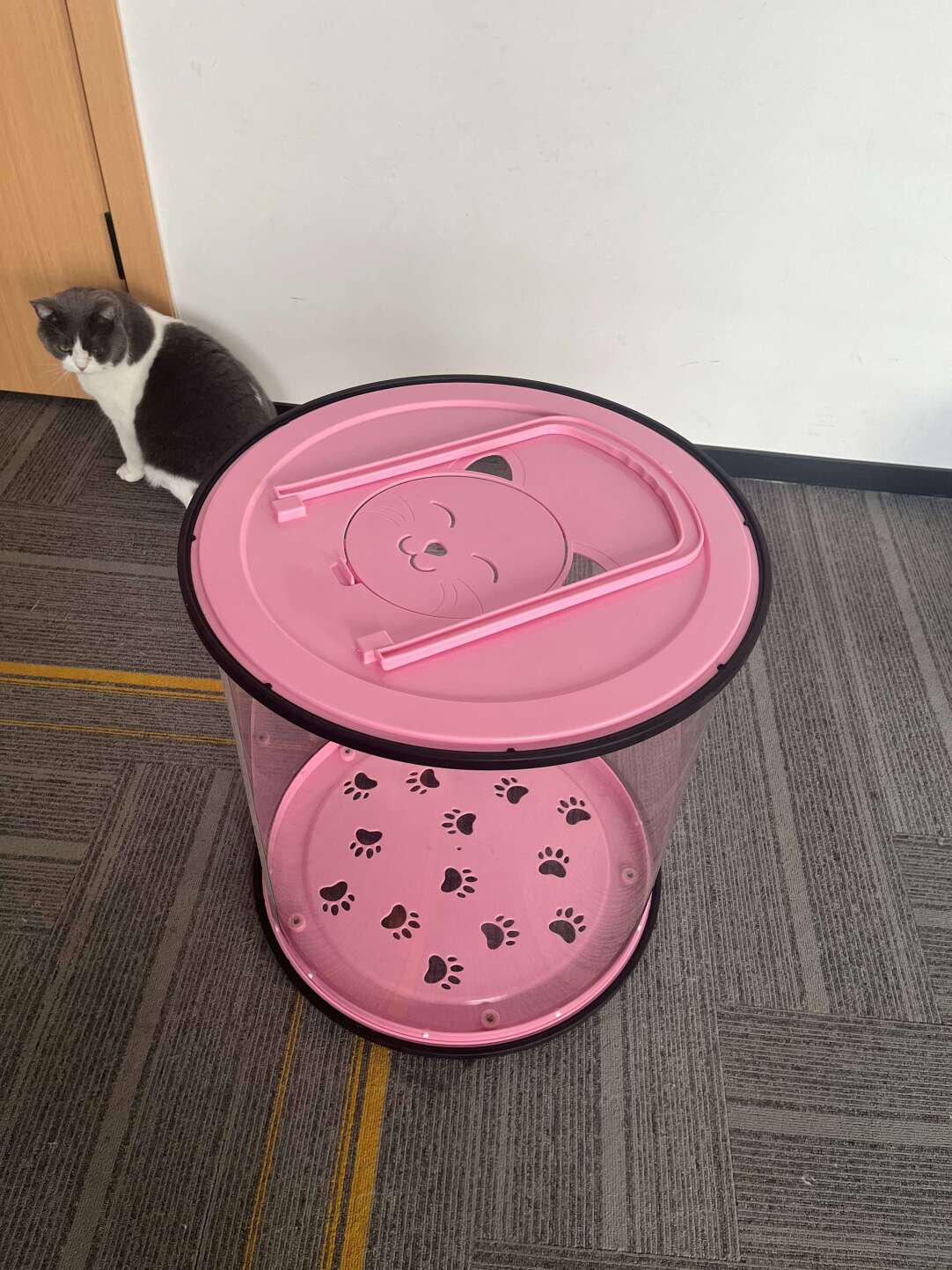 Transparent Cat Walking Roller