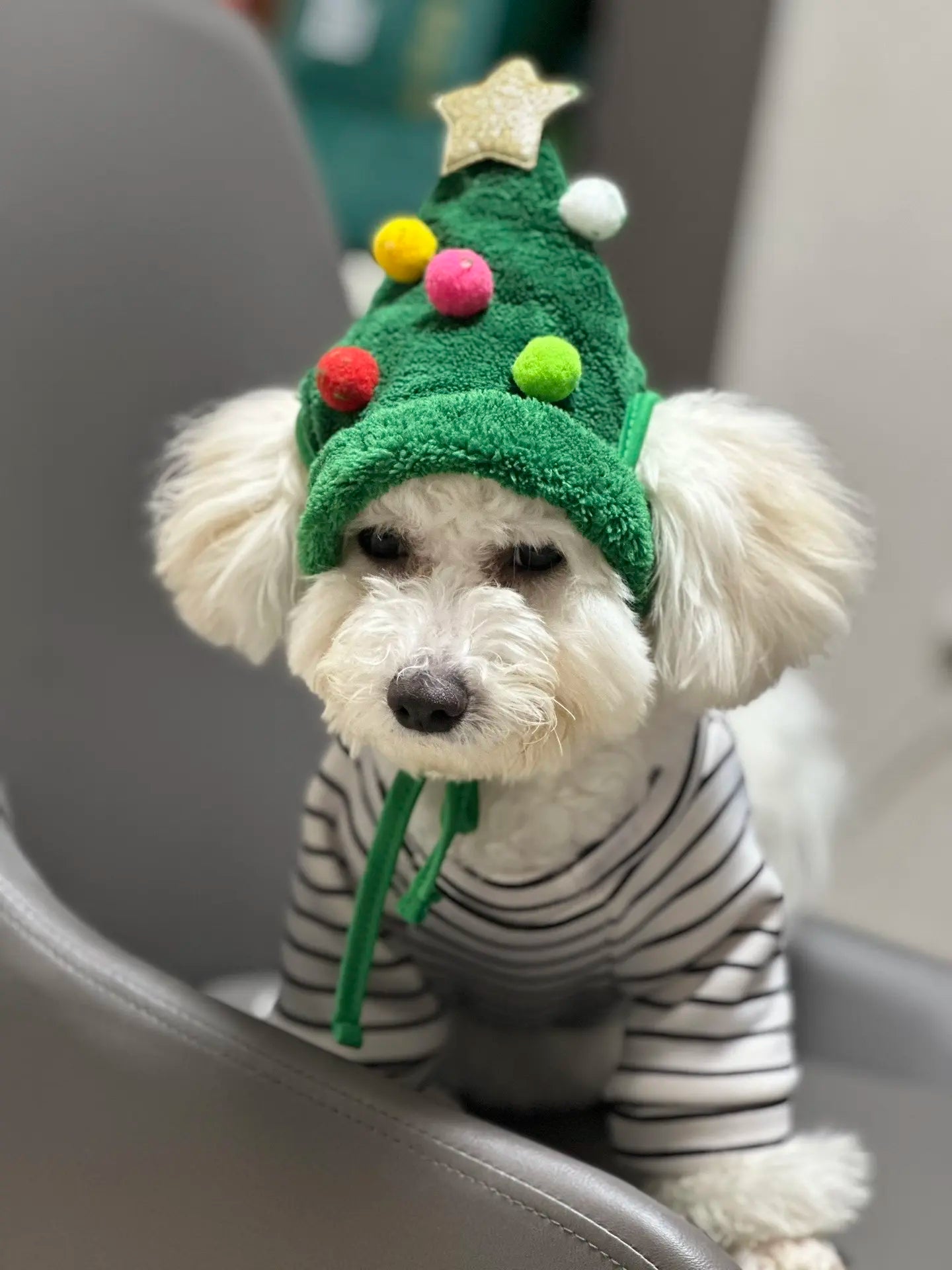 Pet Christmas Hat + Scarf - PetsLoveStory®