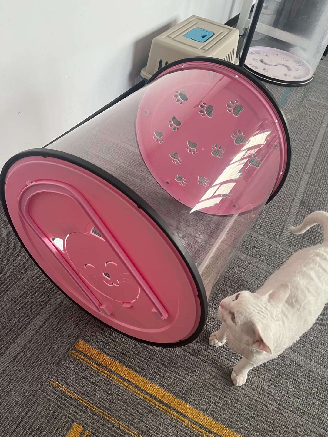 Transparent Cat Walking Roller