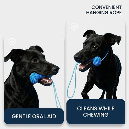 Dog Playful Dental Care