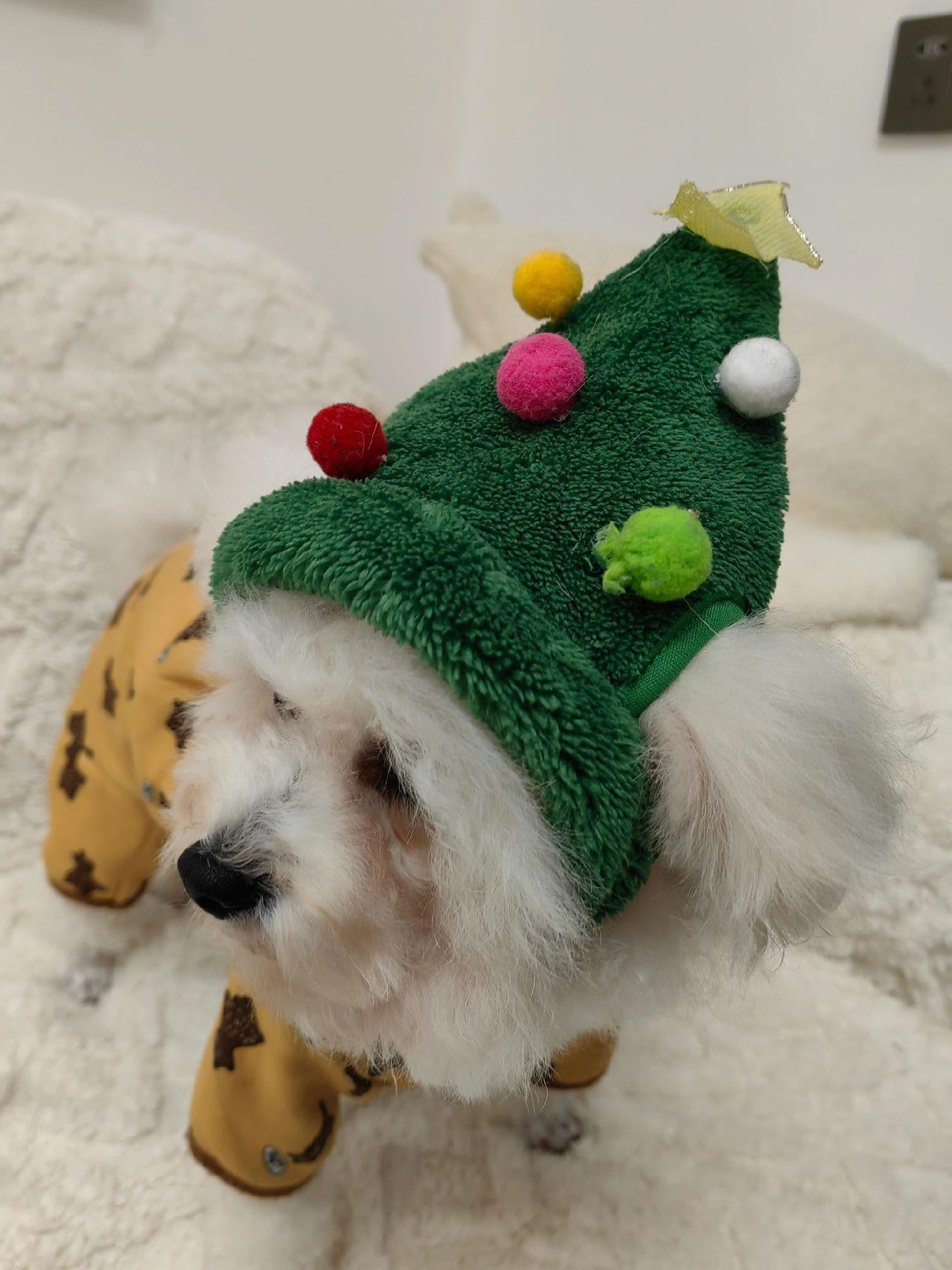 Pet Christmas Hat + Scarf - PetsLoveStory®